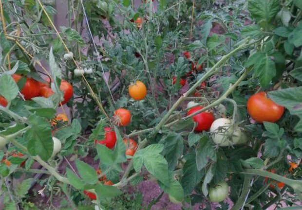 Помідори, город, кадр з відео
