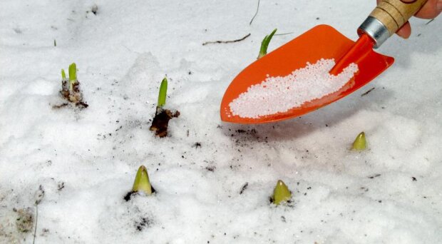 Урожай вас напевно здивує: чим потрібно підгодувати плодові дерева, коли випав сніг