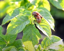 Как избавиться от колорадского жука на огороде: запомните этот простой способ