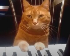 Кот сыграл на пианино. Фото: скриншот YouTube-видео