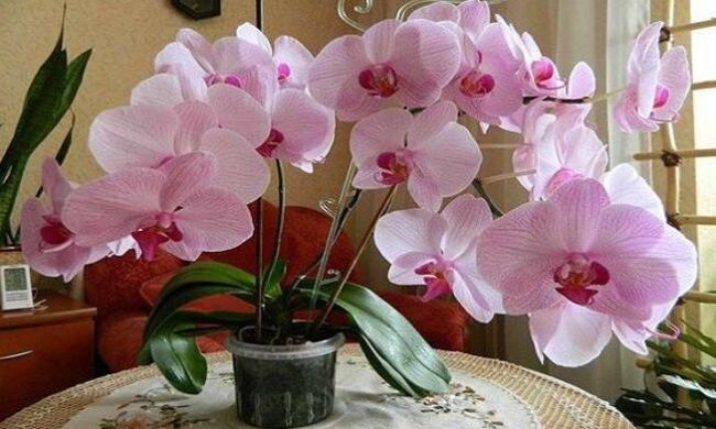 "Скорая помощь" для орхидеи: что делать, если ваш цветок не хочет цвести