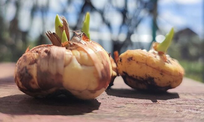 Цибулини гладіолусів, фото: youtube.com