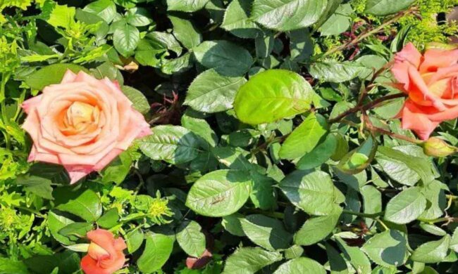 Троянди, фото з вільних джерел