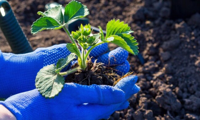 Полуниця, зображення з вільних джерел