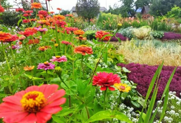 Город, квіти, зображення з вільних джерел