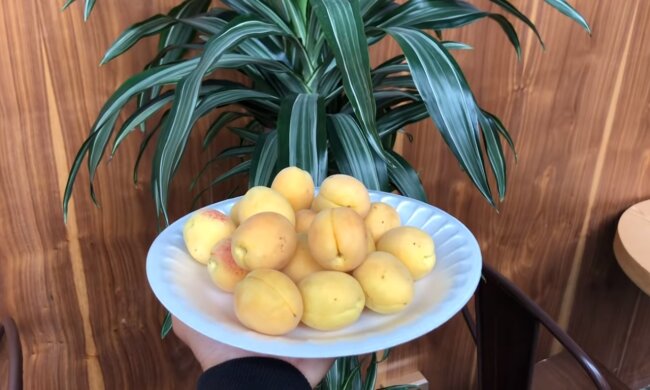 ЖКТ даст сбой. Раскрыто неожиданное влияние абрикосов на организм