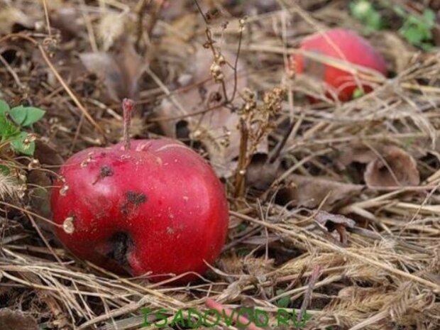 Многие совершают эту ошибку каждый год: что нужно делать, если к началу декабря на деревьях остались яблоки