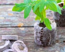 Торф'яні таблетки