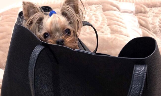 Тузик за 100 тысяч: жена топ-чиновника из НАБУ похвасталась элитным щенком. Фото