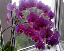 Багато хто припускається помилки: на яке вікно потрібно ставити орхідею, щоб вона цвіла