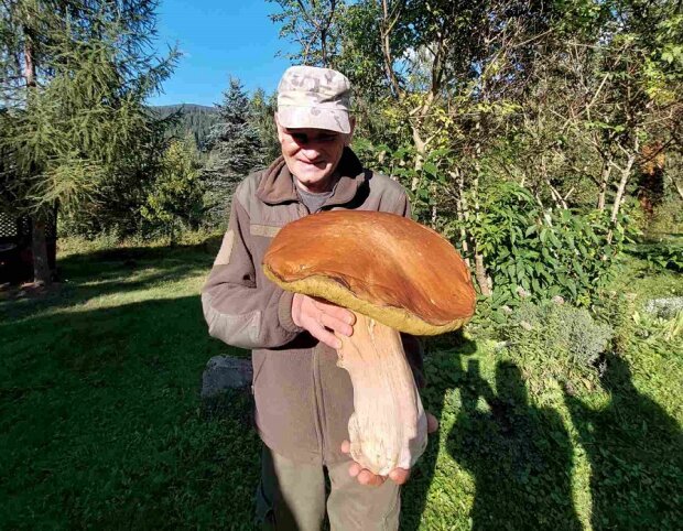 Під ним можна ховатись від дощу: у Карпатах знайшли гриб-гігант. Фото