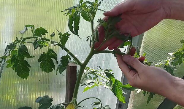 Такого урожая помидоров у вас еще не было: попробуйте сделать это с листьями - и вы удивитесь