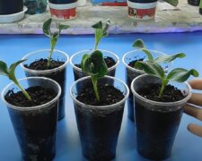 Выращивание рассады кабачков
