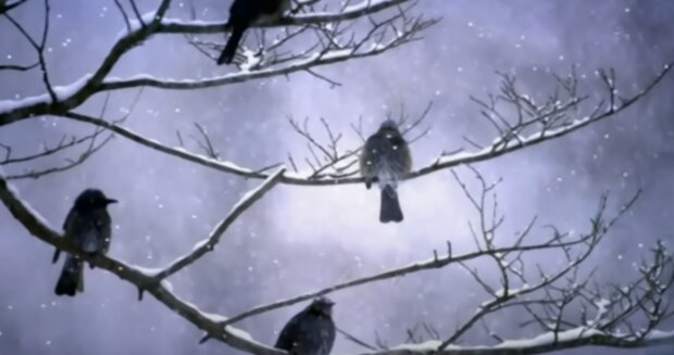 Зима: скрин с видео