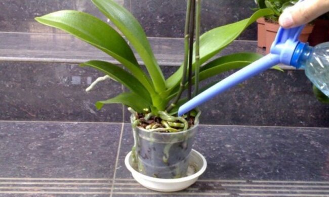 Они вас за это отблагодарят крупными соцветиями: как правильно поливать орхидеи в холода и зимой