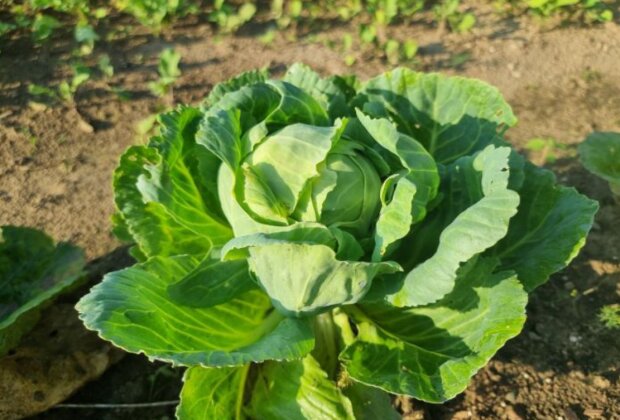 Капуста, огород, изображение из свободных источников