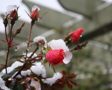 Як правильно підготувати троянди до зими, щоб вони пишно цвіли наступного сезону