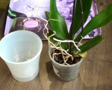 Пересадка орхидей. Фото: YouTube