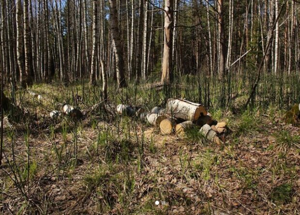 Сразу несколько уголовных производств: в Тернопольской области выявили "черных лесорубов"