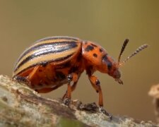 Колорадський жук: скрін з відео