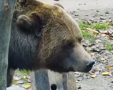 Ведмідь. Фото: YouTube