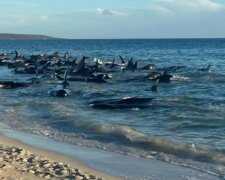 Это очень опасное знамение: киты начали сотнями выбрасываться на берег, такого еще не было