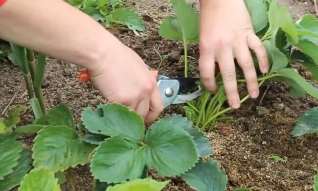 В следующем сезоне можете остаться без клубники: не повторяйте эту ошибку при обрезке кустов