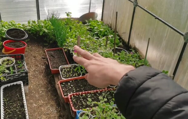 Неожиданный секрет огородников: что сажать в декабре, чтобы собрать богатый урожай раньше всех