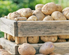 Хранение картошки, фото: youtube.com