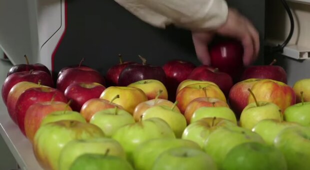 Зелені чи червоні яблука? Експерти пройшлися по популярним міфам
