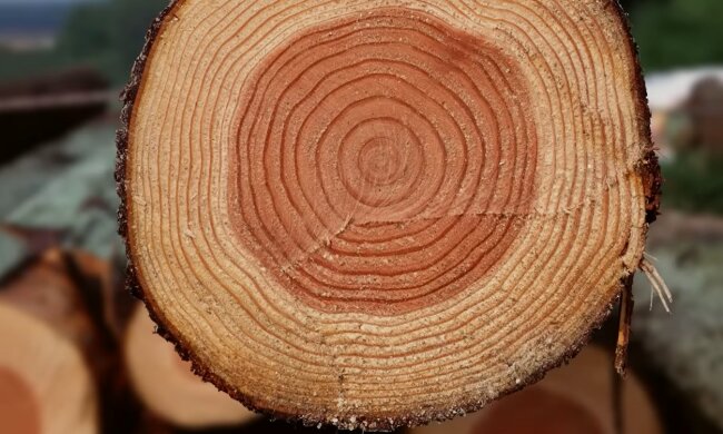 Дерево. Фото: YouTube