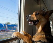 "Укрзализныця" объяснила, можно ли перевозить животных в пассажирских поездах