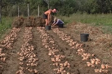 Ось чому картопля виростає дрібною: у жодному разі не удобрюйте цими засобами