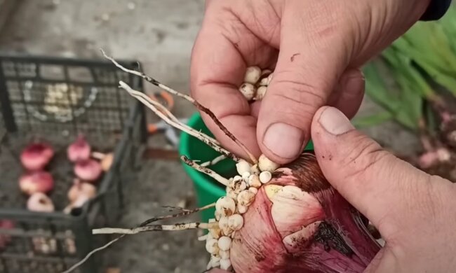 Таких громадных цветов у вас еще не было: как защитить гладиолусы от морозов, чтобы они выросли еще больше