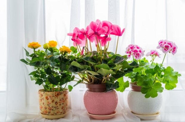Удивительная хитрость: какие цветы нужно поставить на подоконник, чтобы окна в квартире не запотевали