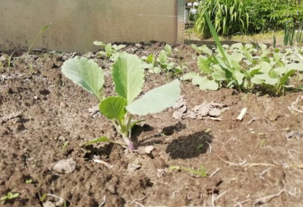 Огород, изображение из свободных источников