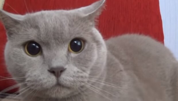 Кішка. Фото: скріншот YouTube-відео