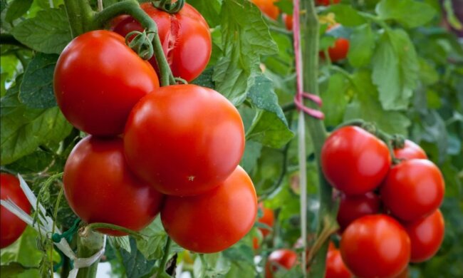 Вы будете удивлены: как высадить помидоры в ноябре, чтобы получить шикарный урожай