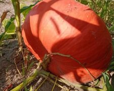 Гарбуз, кадр з відео