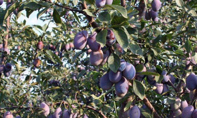 Слива, зображення з вільних джерел