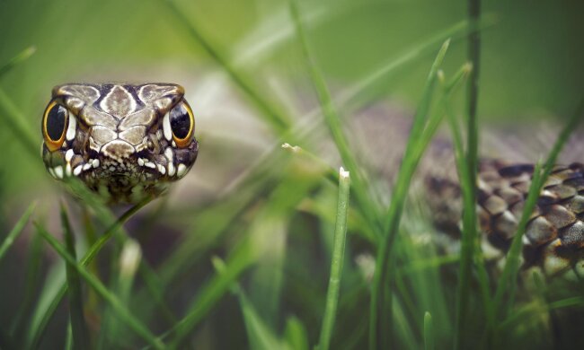 Змеи, фото: скриншот