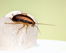 Вам поможет обычный лук: как раз и навсегда избавиться от тараканов. Проверенные народные хитрости