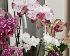 Орхидея. Фото: скриншот YouTube-видео