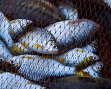 От рыбалки придется отказаться: украинцам рассказали о штрафах в тысячи гривен. Лучше сидеть дома