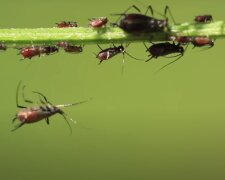 Урожай атакують шкідники
