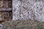 Саранча