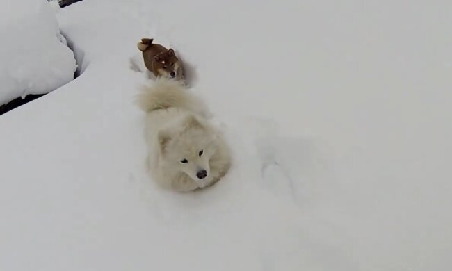 Собака в снегу. Фото: скриншот YouTube-видео