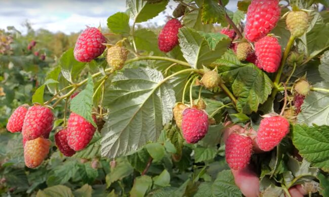 Кущі малини. Фото: YouTube