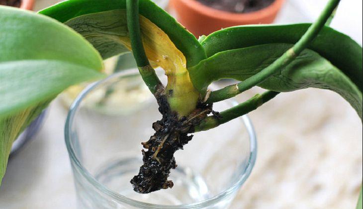 Как спасти орхидею, если корни сгнили