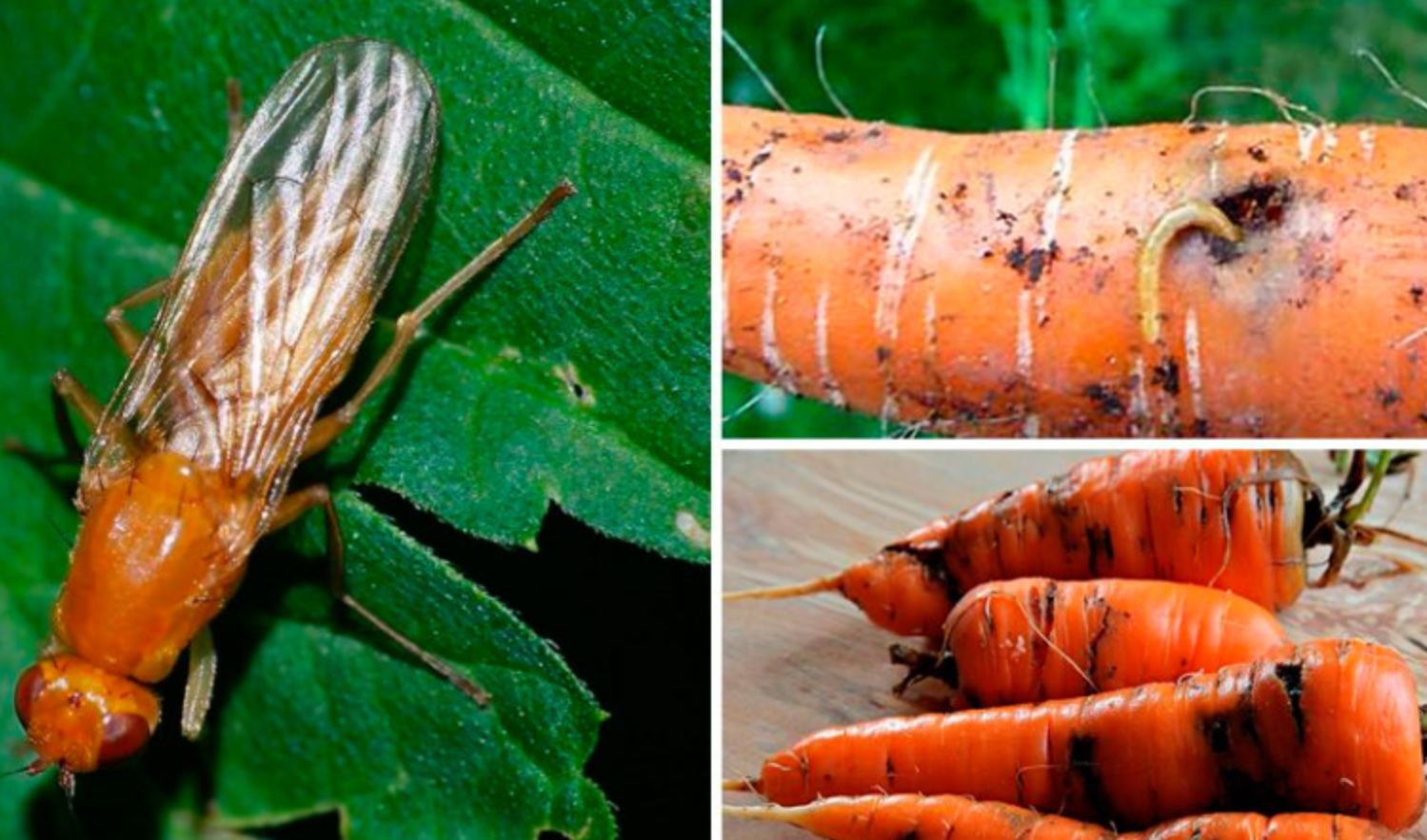 Зонтичная моль вид повреждения на моркови. Морковь повреждена морковной мухой. Луковая капустная морковная муха отряд. Луковая и морковная муха. Вредители моркови морковная муха.